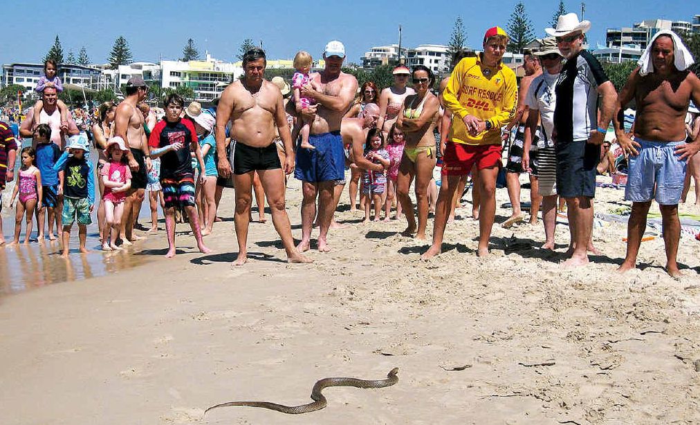 A brown snake slithers across Kings Beach. A brown snake slithers across Kings Beach.